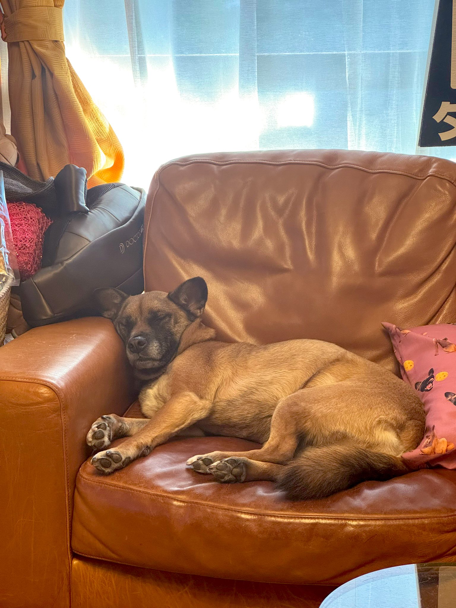 元保護犬今過保護犬 片桐仁 TOYTOYTOY デハラユキノリ GMifX5qb0AAIlPa.jpg