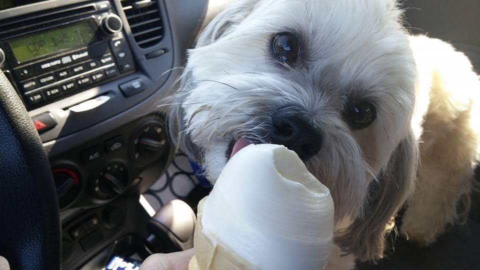 #ThrowbackThursday to when I was this cute little boy and when I got a first taste of ice cream!🍦🐾🥰❤️