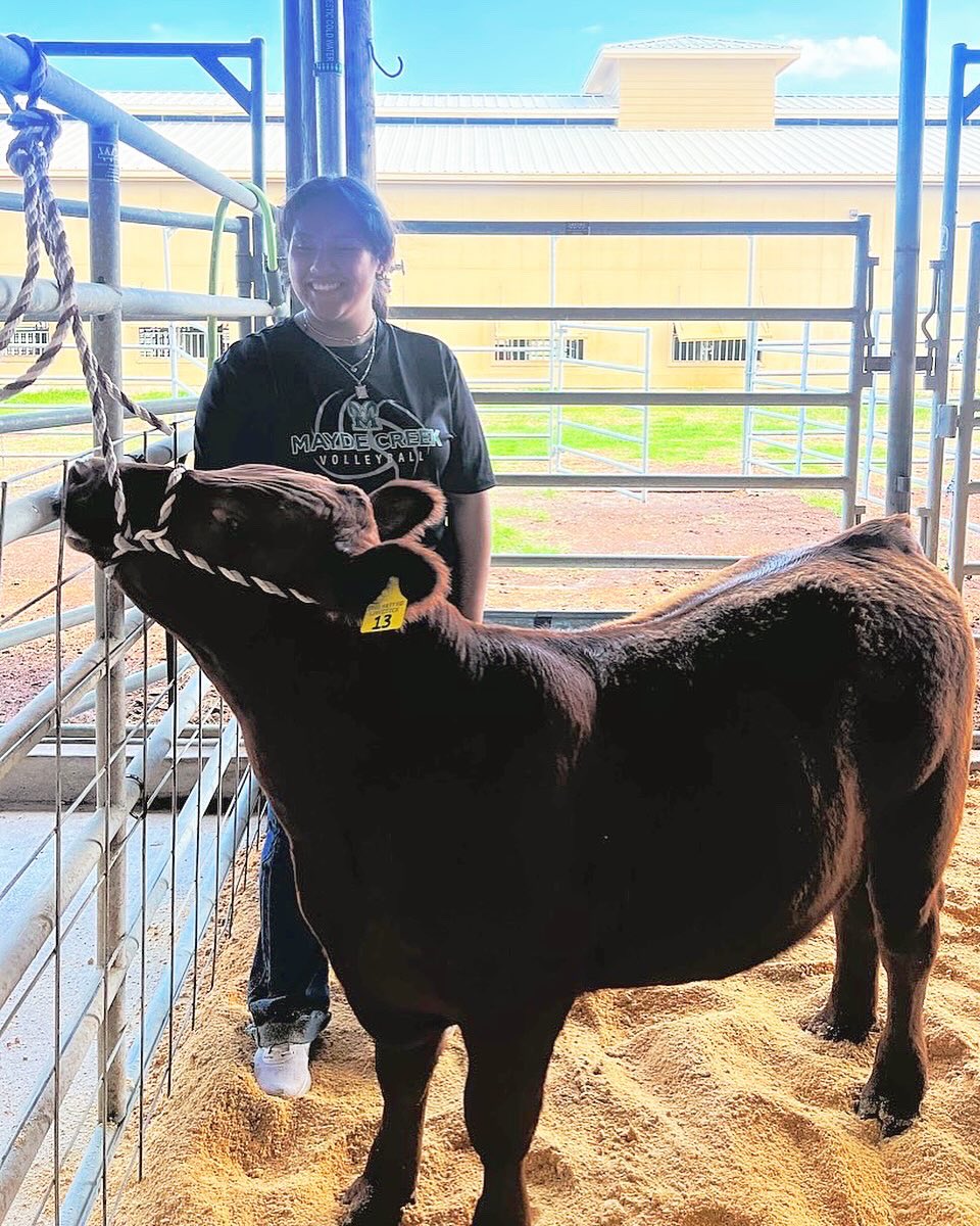 Steer Selection for 2026 KISD Livestock Show 🐄🖤