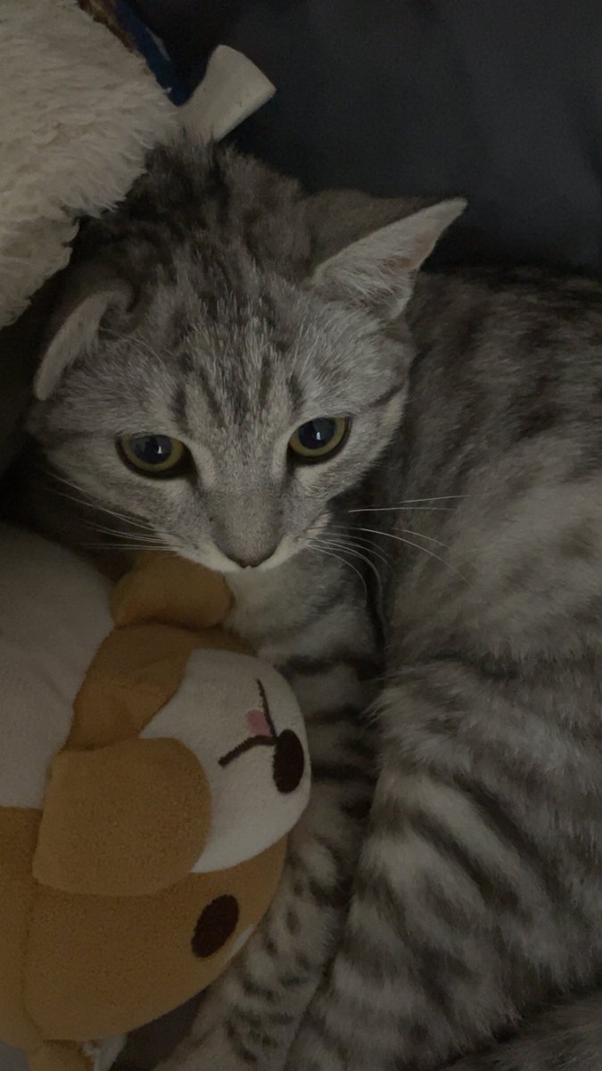 _g2dh's tweet image. عيالي 😋