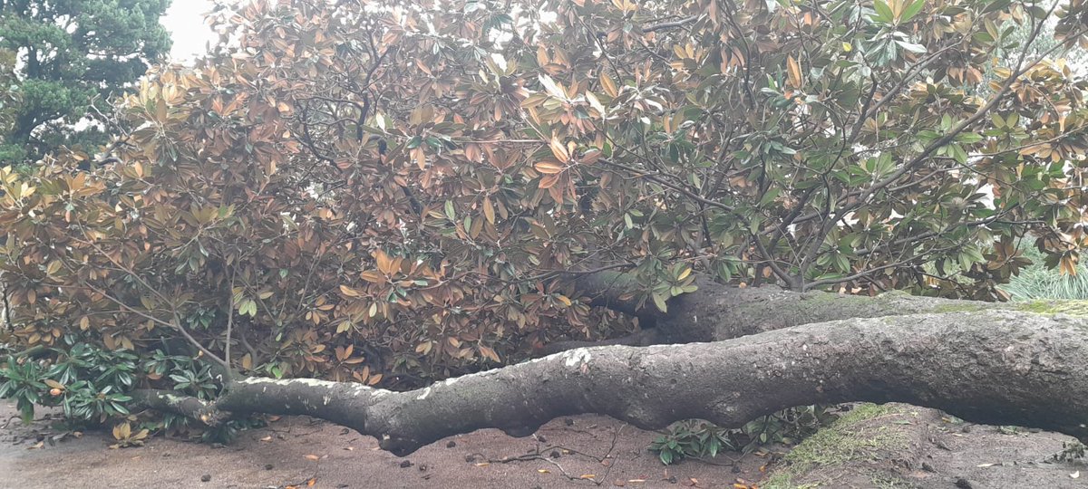 DecidoOpinar's tweet photo. @canal10uruguay @elpaisuy @Canal4_UY @portalmvd Esta mañana cayó un árbol en la Plaza Zabala. Una persona lesionada. Pudo haber sido una tragedia... https://t.co/8E1FTFaFoF
