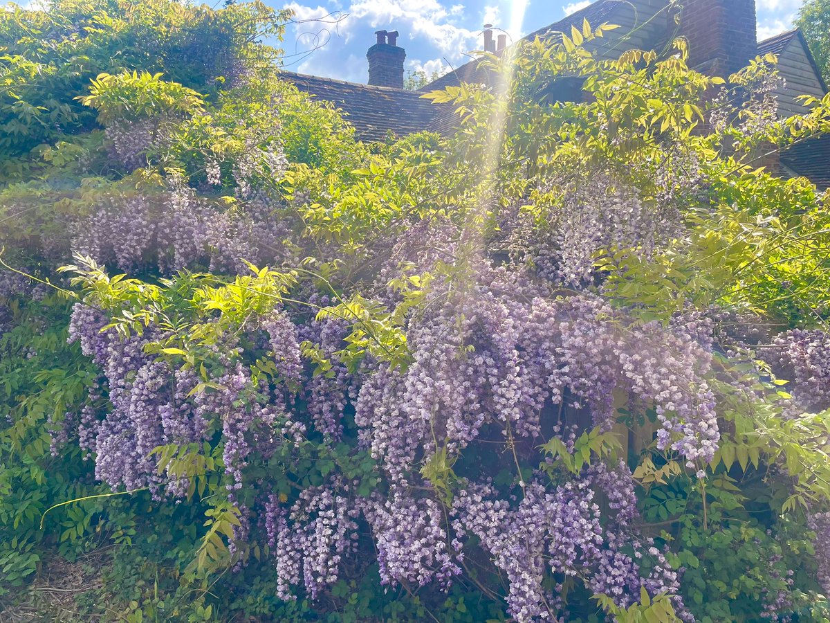 Yeah Manaman’s a Wisteria man innit!