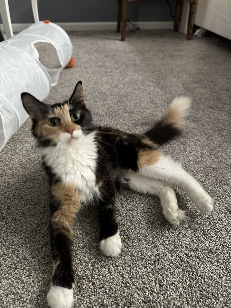 monselara's tweet photo. como es posible que nadie haya adoptado a esta bebé en un año 🥺 https://t.co/pUJ1l4zs8l
