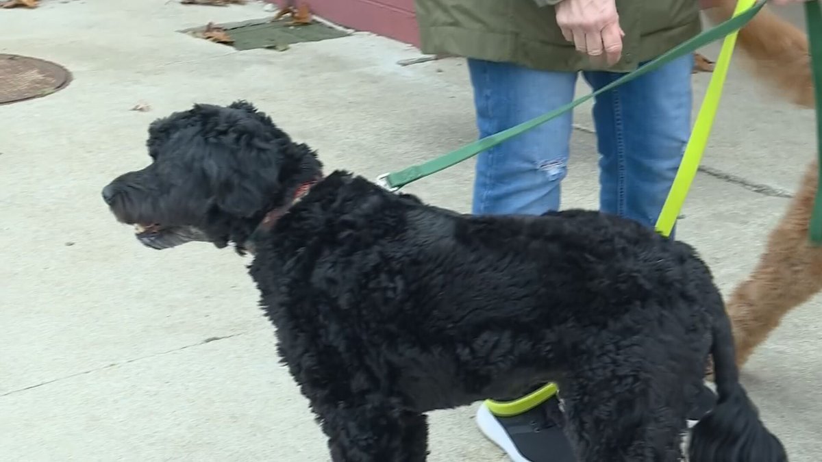 NewsOn6's tweet image. ❤️ Your pets miss you when you're gone! 🐶 Discover how to help them cope with separation anxiety and ensure their comfort while you travel. 

🔗 newson6.com/story/681cacbd… 

#PetWellness #SeparationAnxiety