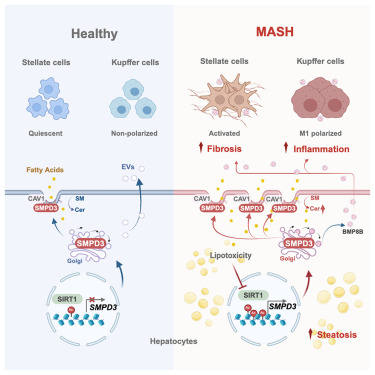 Hepatic sphingomyelin phosphodiesterase 3 promotes steatohepatitis by disrupting membrane sphingolipid metabolism dlvr.it/TKdwwC