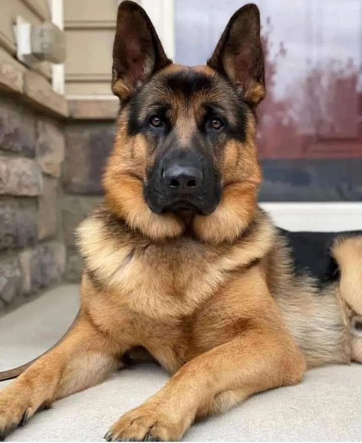 Doggo Info Tweets tweet media