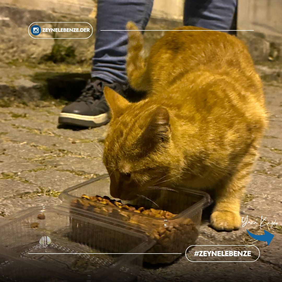 zeynelebenze's tweet photo. Görmezden gelme, besle 🤍

#zeynelebenze #insaniyardım #yardım #kedi #mama #gece #infak https://t.co/zOPDkyZ7Fj