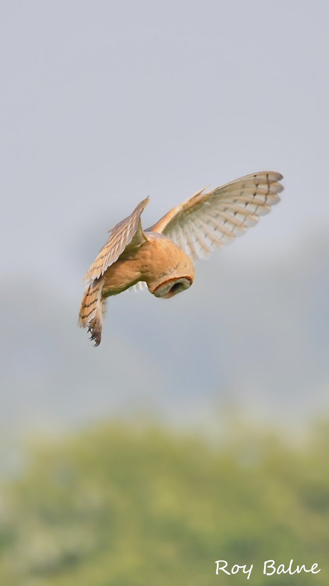 An amazing Dark-Breasted Barn Owl has been spotted in Lincolnshire since February 🤩 This 'guttata' sub species is found in mainland Europe, but very rarely some owls from 🇧🇪🇳🇱🇩🇰🇩🇪 cross the North Sea to winter or breed in the UK with our 'alba' birds 🧡🪽barnowltrust.org.uk/barn-owl-facts…