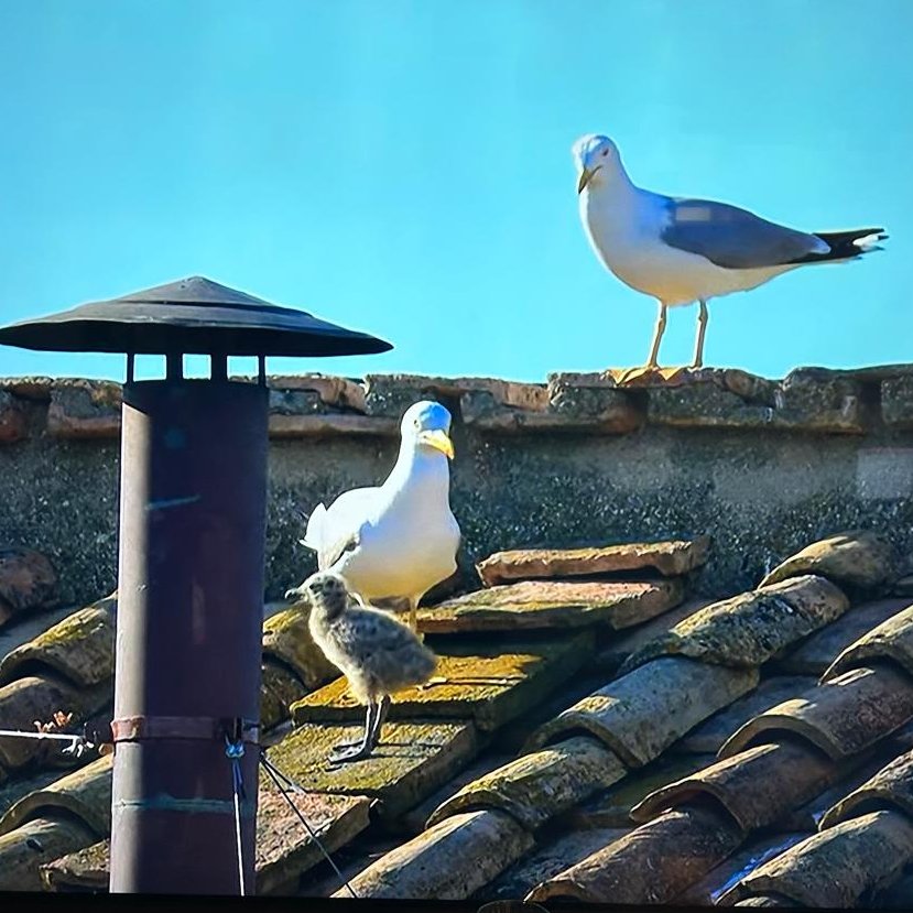 The whole fam waiting for the smoke now! #Vaticanseagull #Conclave2025