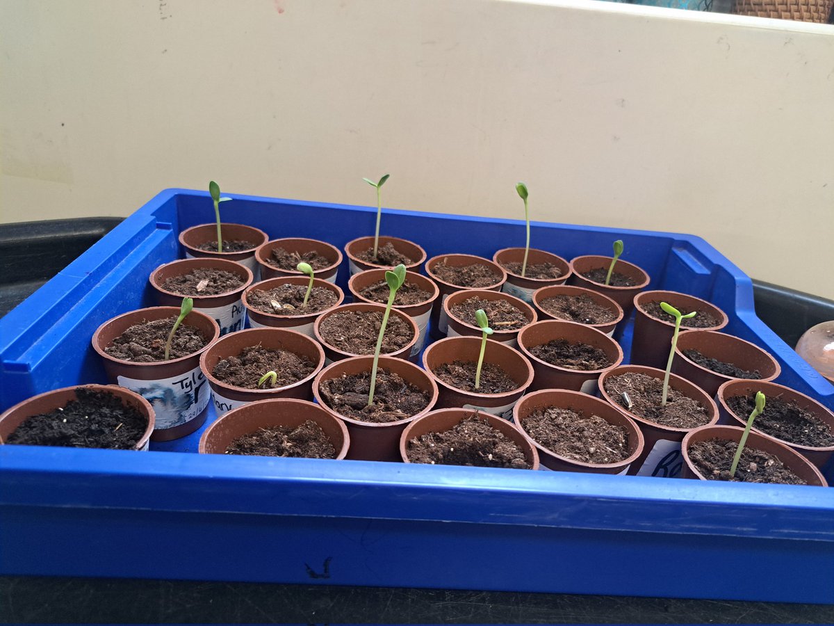 @year1fossdene (@year1fossdene) on Twitter photo Our sunflowers are growing! We will be tracking them every 2 weeks in our Science lessons and measuring how much their stems have grown. <a href="/FossdeneSchool/">Fossdene Primary School</a> Our sunflowers are growing! We will be tracking them every 2 weeks in our Science lessons and measuring how much their stems have grown. <a href="/FossdeneSchool/">Fossdene Primary School</a>
