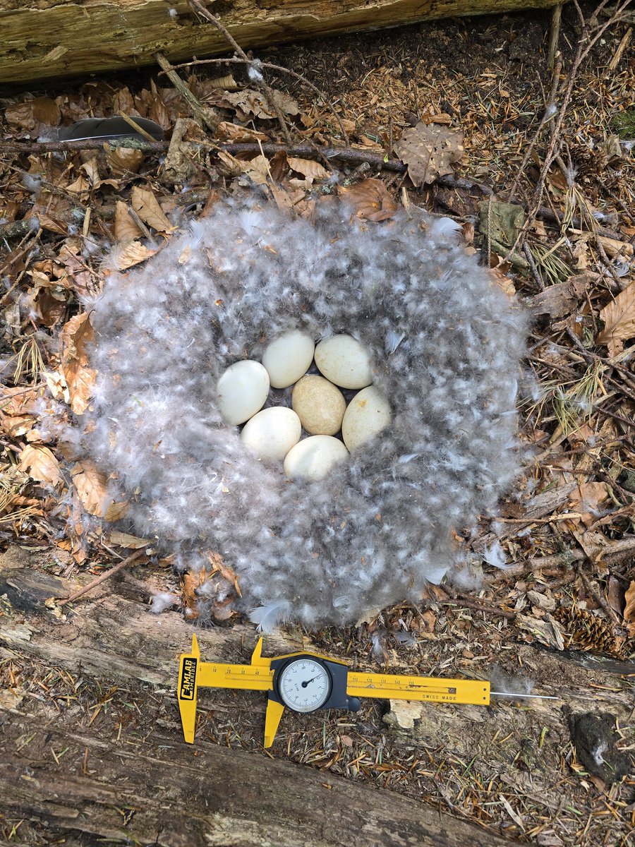 KaneBrides's tweet image. Annual paddle in the Lake District for Barnacle Goose nest counting &amp;amp; monitoring. Lots of nests found, GPS&apos;d, colour-marked adults identified &amp;amp; lots of eggs counted, measured, and weighed. Fun day with @cateden91 #monitoring