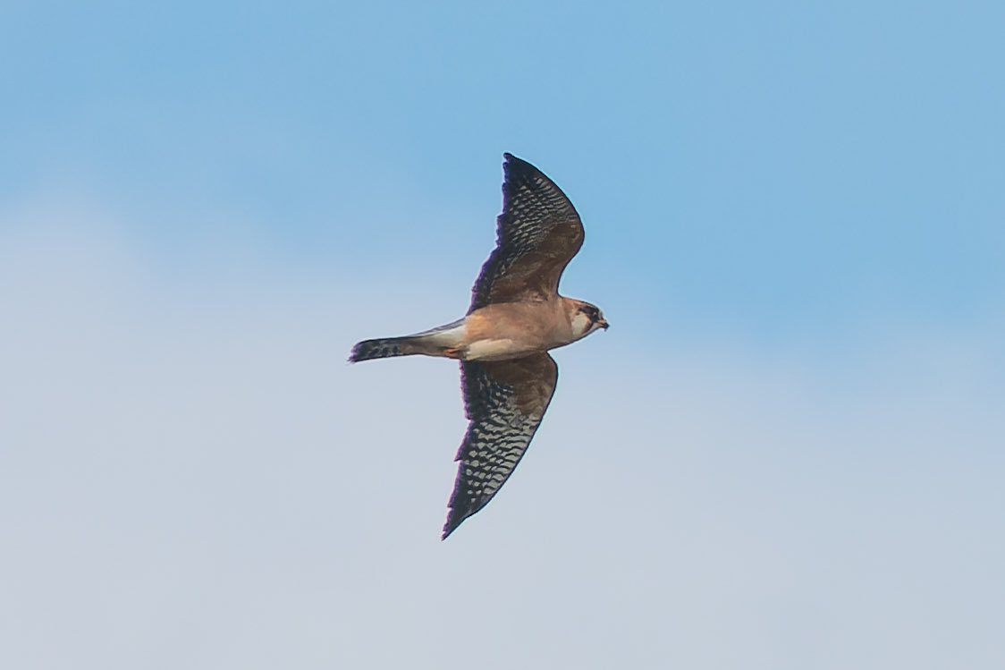Played the waiting game at Hickling today and after nearly four hours the female RFF decided to do the decent thing and fly over our heads. Also a minimum of 28 Hobbies over 100 Acre Marsh. Still bloody cold though!