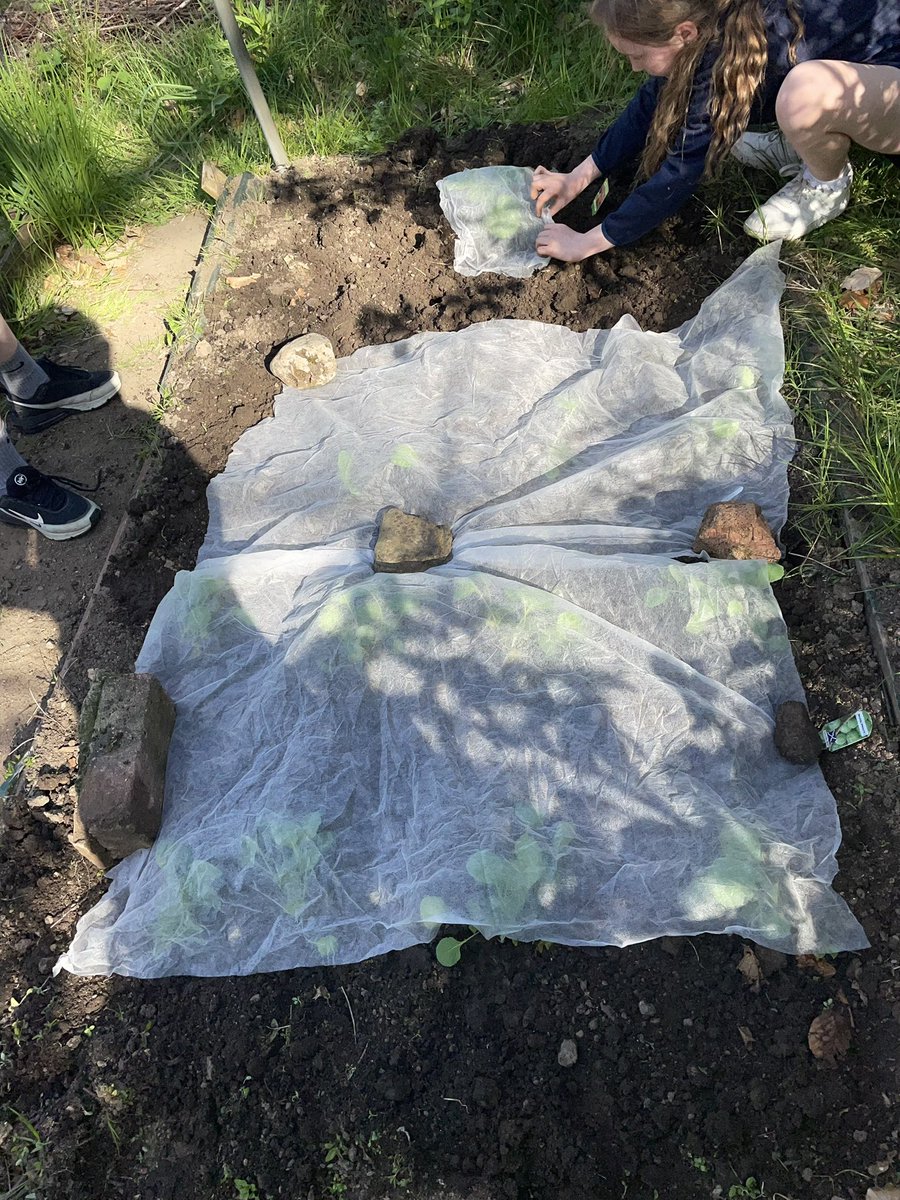 FernhillSocSub's tweet photo. Planting in the allotment @FermhillSchool #EveryDayIsOpenDay https://t.co/3uGfiyWHpI