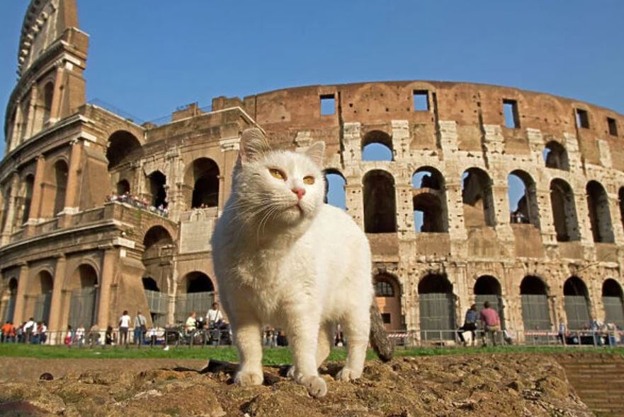 White cat spots white smoke. Exciting!!!