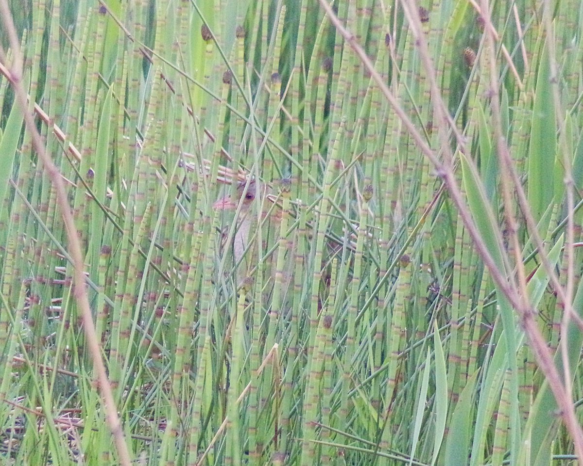 Parula (@tireebirder) on Twitter photo Spot the Corncrake! Photo taken from inside our garden at Balephuil #Tiree just now - a typically well concealed bird! <a href="/PatchBirding/">Patchwork Challenge</a> Spot the Corncrake! Photo taken from inside our garden at Balephuil #Tiree just now - a typically well concealed bird! <a href="/PatchBirding/">Patchwork Challenge</a>