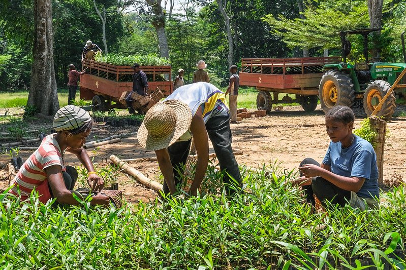 CIFOR_ICRAF's tweet image. 🌳Planning a tree planting project? Get the right resources.

The Resources for Tree Planting Platform offers practical guides on sourcing quality seeds, seedlings and clones for #restoration, #agroforestry and more.

Explore now:➡️ tree.worldagroforestry.org

#RightTreeRightPlace