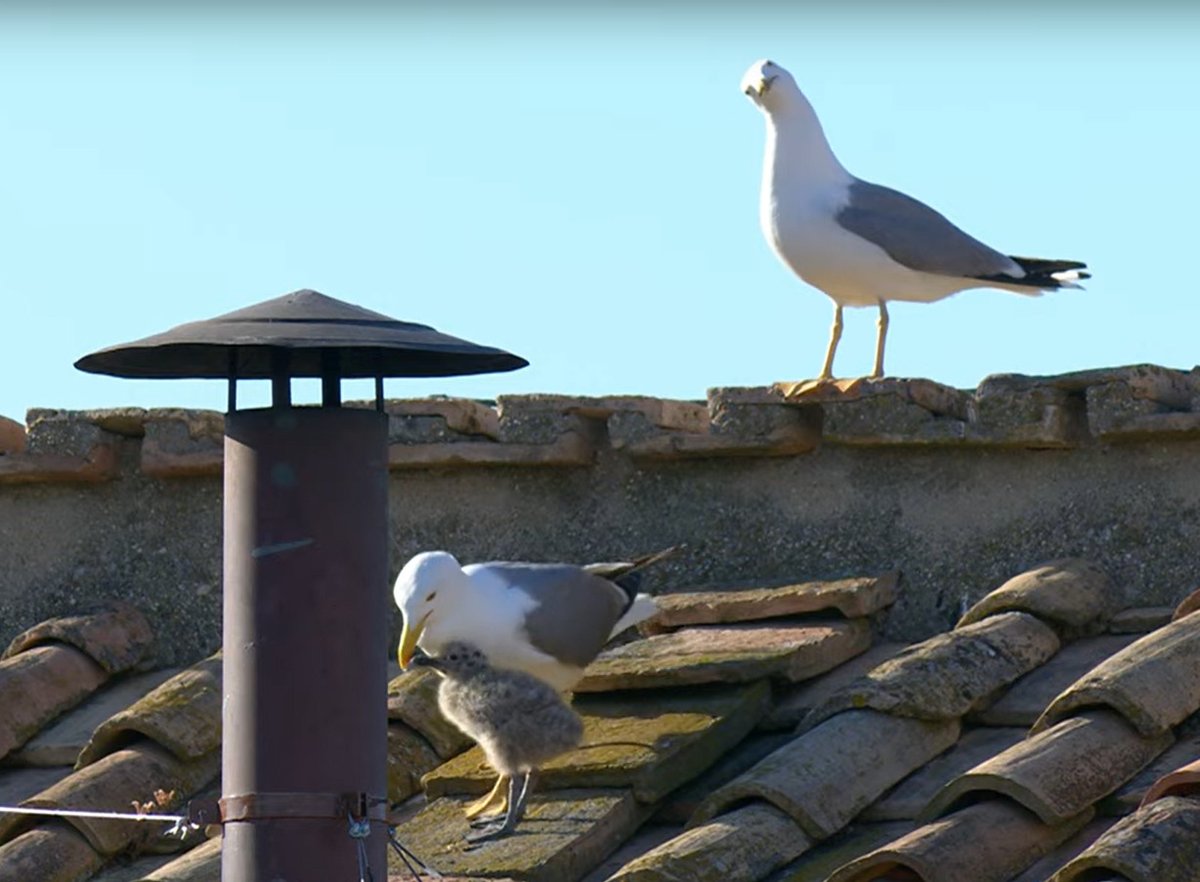 Wie ich mir <a href="/diesteissbeine/">Öcher come back</a> vorstelle.