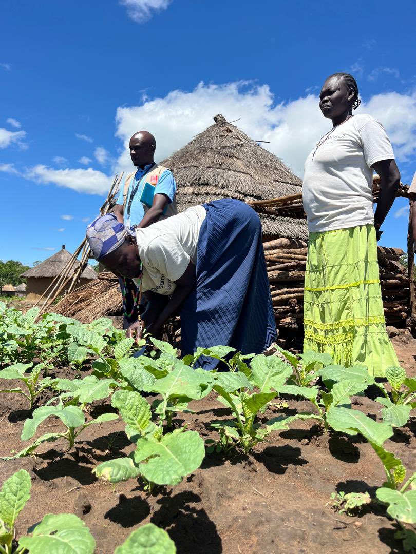 URRI_Danida's tweet image. Visited Manza Unzi Farmer Group in Adjumani with @dkinuganda & @savethechildrenug — 30 farmers (28 women!) growing food & hope together 🌱 Now supported by #URRI to build resilience, self-reliance & equality through climate-smart agriculture & inclusive practices 💪🌾
