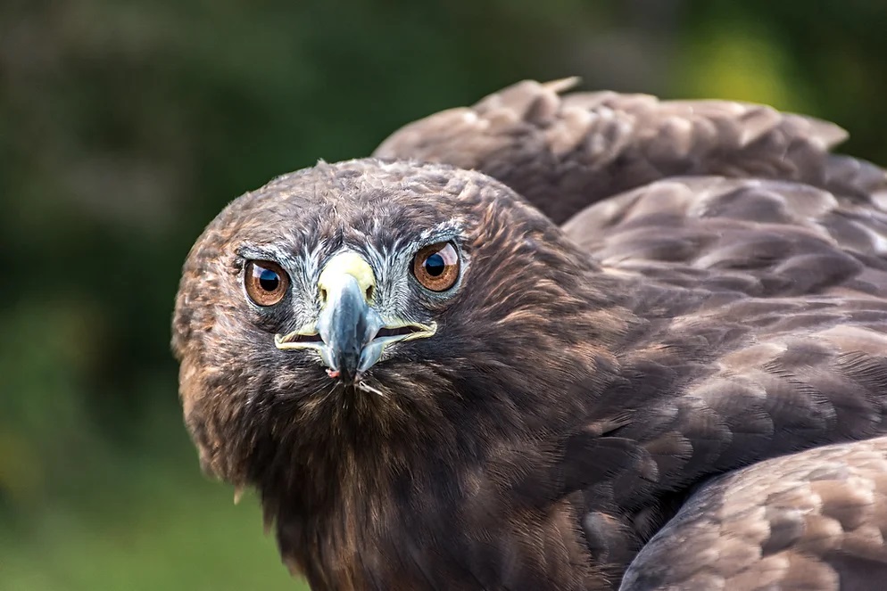 Waste Discovery Day is coming! On Saturday, May 10, from 9 a.m. to 1 p.m., come out and meet our falconer Julia, and her hawk, Honey. The pair will make appearances in the morning to talk about the important work they do at the landfill. Learn more: regionofwaterloo.ca/WasteDiscovery…