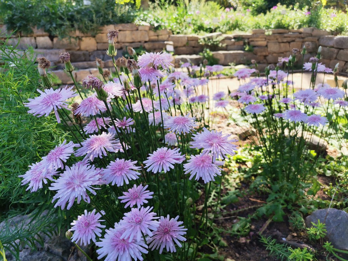 Jardí Botànic UV tweet media