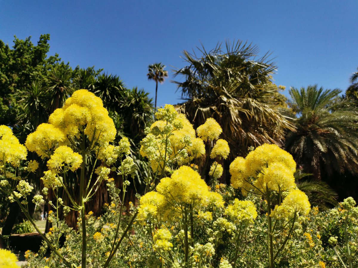 Jardí Botànic UV tweet media