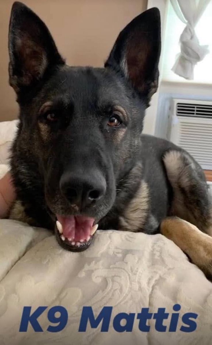 MaldenPolice's tweet image. Meet Our K9 Unit: Officer Michael Polston &amp;amp; K9 Mattis

The Malden Police Department is proud to spotlight our K9 Unit, currently comprised of Officer Michael Polston and his K9 partner, Mattis — a seven year-old male German Shepherd imported from the Czech Republic.

Graduates of