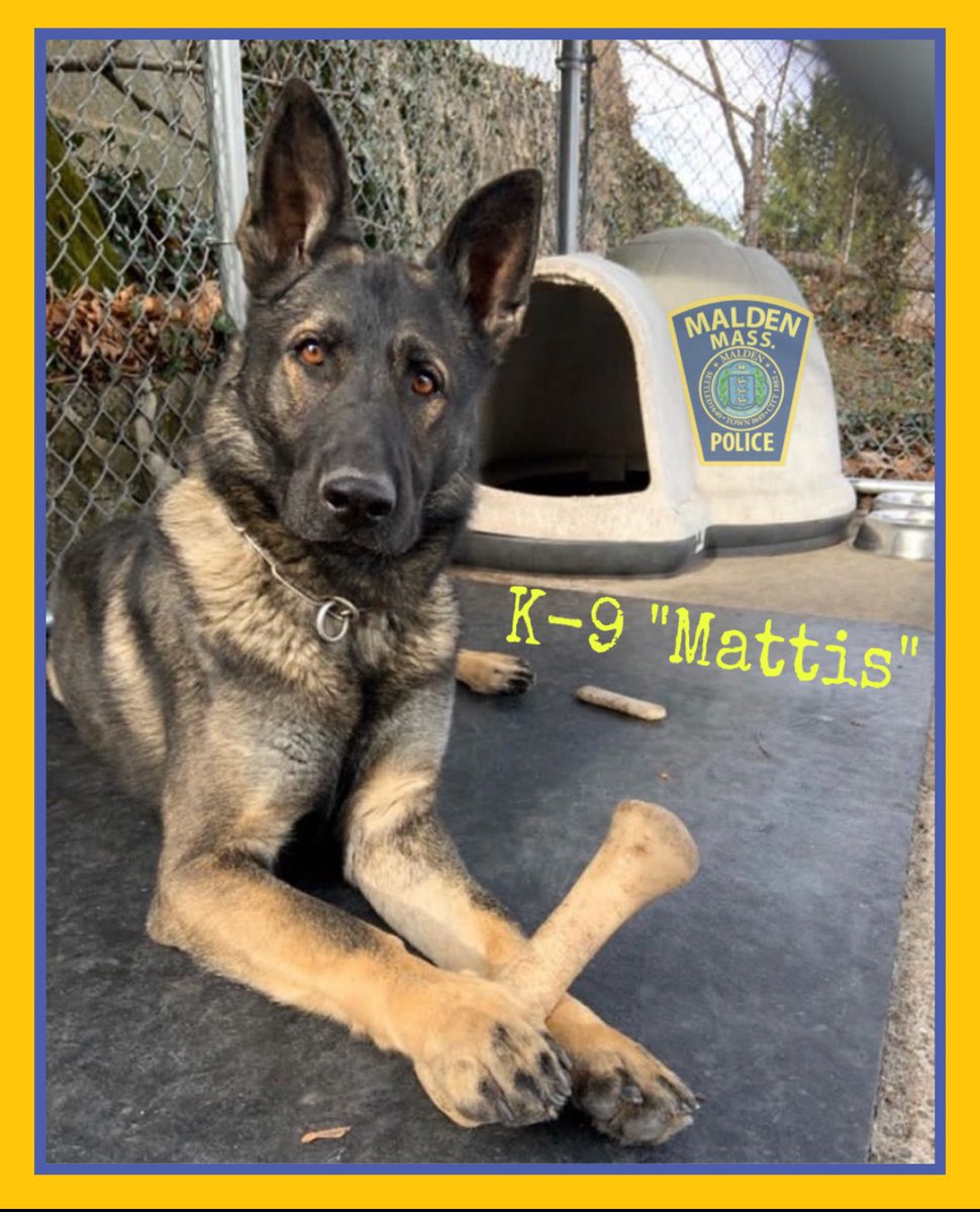 MaldenPolice's tweet image. Meet Our K9 Unit: Officer Michael Polston &amp;amp; K9 Mattis

The Malden Police Department is proud to spotlight our K9 Unit, currently comprised of Officer Michael Polston and his K9 partner, Mattis — a seven year-old male German Shepherd imported from the Czech Republic.

Graduates of