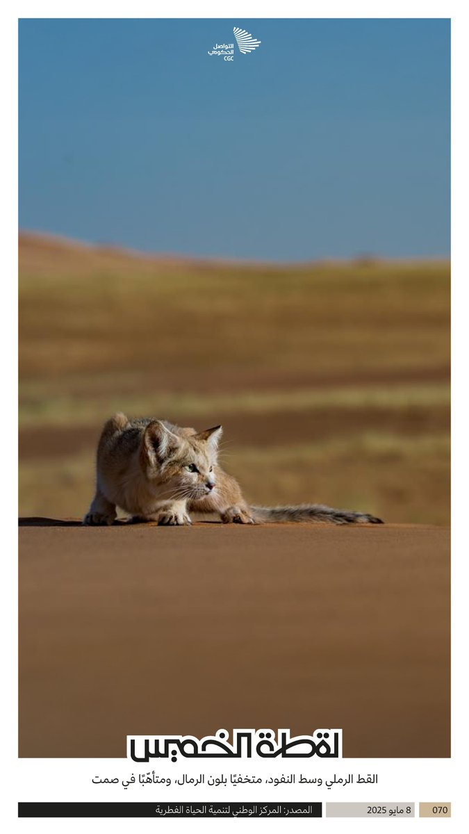 القط الرملي وسط النفود، متخفيًا بلون الرمال، ومتأهّبًا في صمت. #لقطة_الخميس