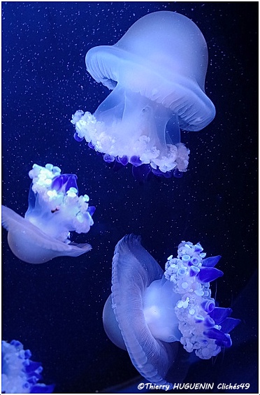 Cliches49's tweet photo. A la découverte de l'aquarium de la Rochelle!
Bel instant de détente en observant sereinement les méduses!
#aquariumdelarochelle #meduse #aquarium @aqualarochelle https://t.co/TfL3RMBpnM