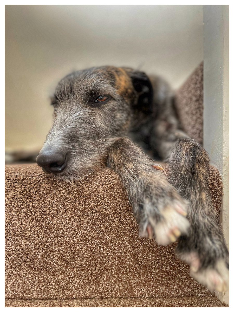 Flying Pig 🚁 tweet media