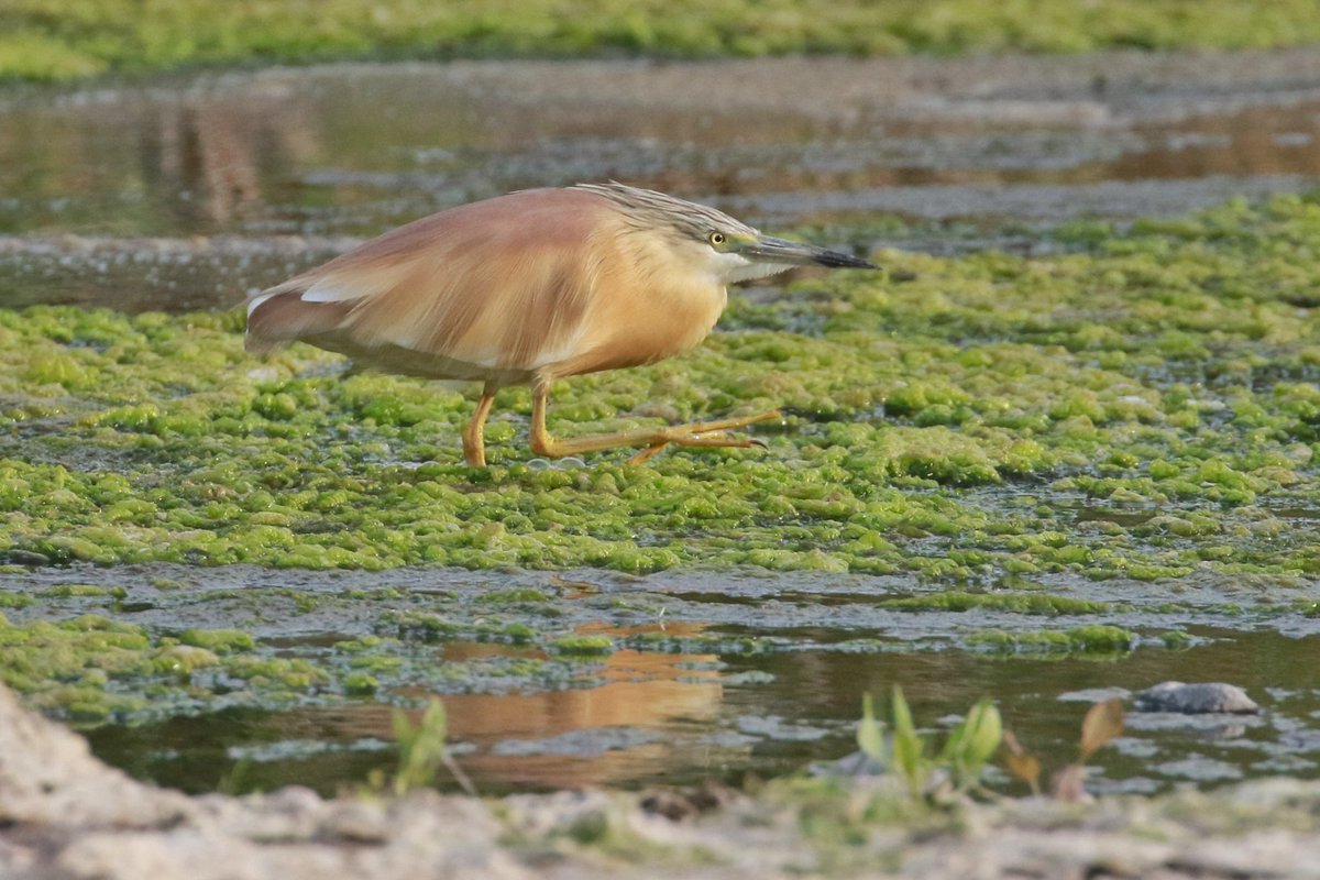 Owen Beaumont tweet media