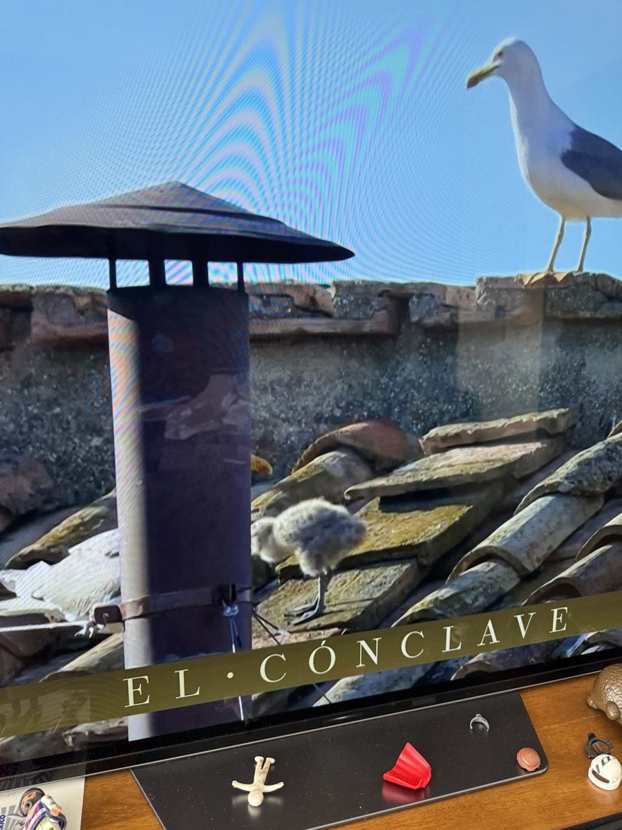 Mientras sabemos quien es el nuevo Papa (yayyyyyu) les dejo a la gaviota bebé de la chimenea