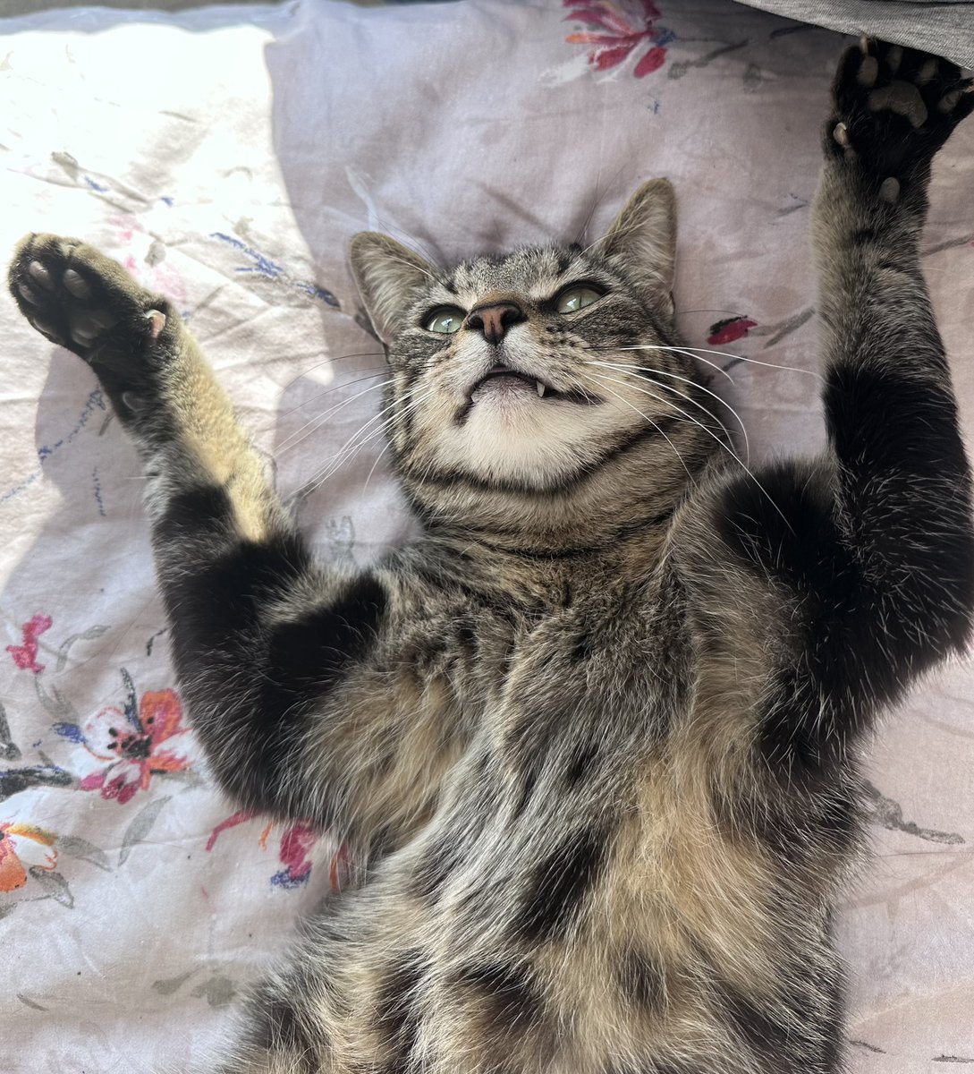 “Hands up baby, hands up….” #CatsOfTwitter