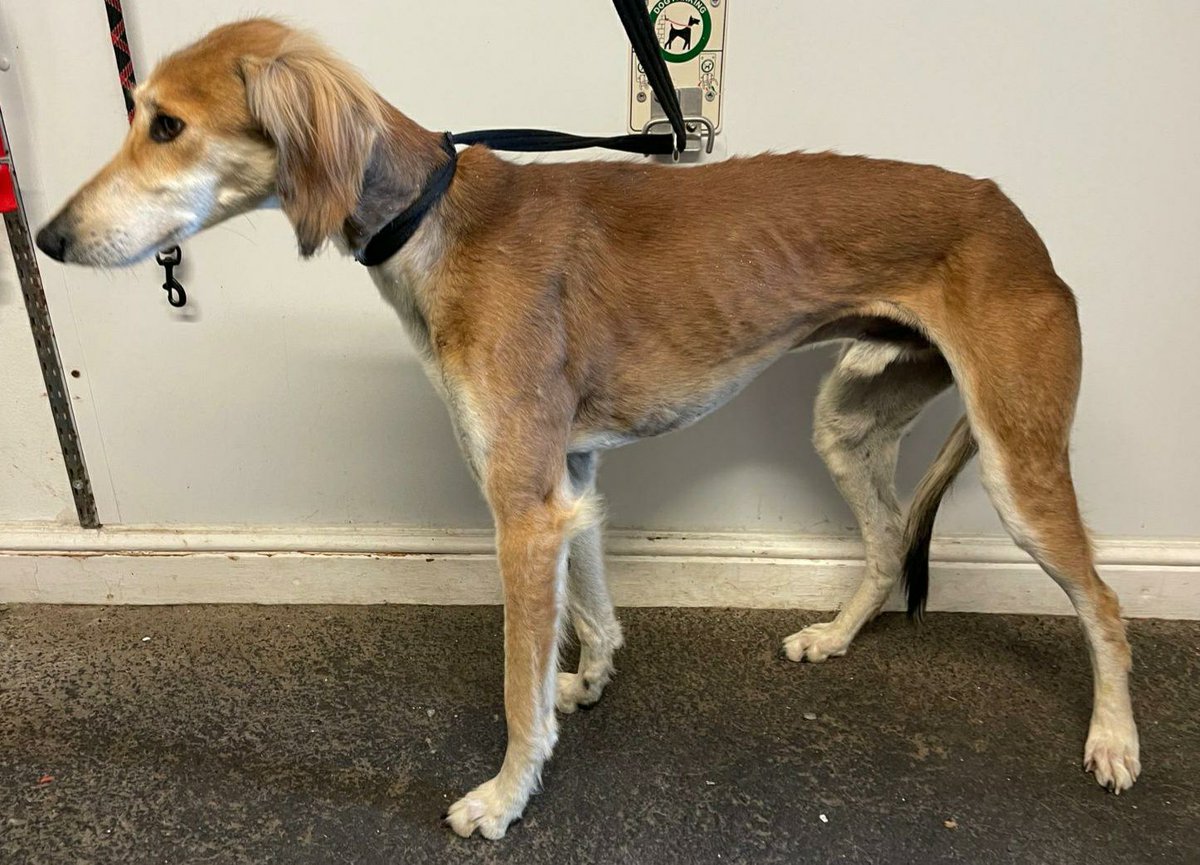 Please retweet to help find the owner or a rescue shelter space for this stray /abandoned dog found #Fakenham #Norfolk #UK 
Now in a council pound, at risk of being pts. Not available for adoption, we need shares so that a shelter with space sees this please 🐶🏡
Found when: