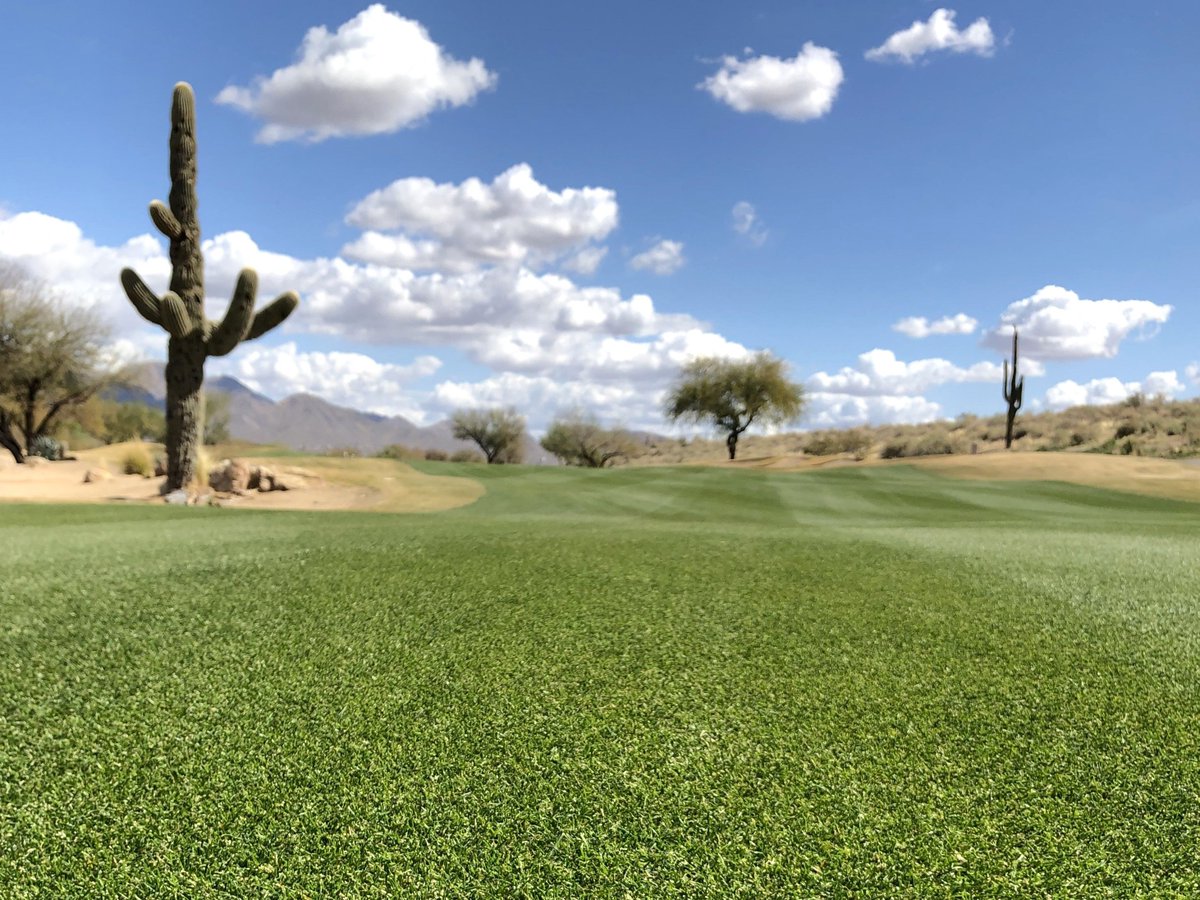 DLF USA (@dlfusa) on Twitter photo 🏌️♀️ The Carlisle Arizona Women's Golf Classic tees off today at TPC Scottsdale's Champions Course — overseeded with our premium turf blends! Shoutout to Director of Agronomy <a href="/brandonleereese/">Brandon Reese</a> for his expert work. Proud to support #WomenInGolf & the <a href="/EpsonTour/">Epson Tour</a>! 🌱 🏌️♀️ The Carlisle Arizona Women's Golf Classic tees off today at TPC Scottsdale's Champions Course — overseeded with our premium turf blends! Shoutout to Director of Agronomy <a href="/brandonleereese/">Brandon Reese</a> for his expert work. Proud to support #WomenInGolf & the <a href="/EpsonTour/">Epson Tour</a>! 🌱