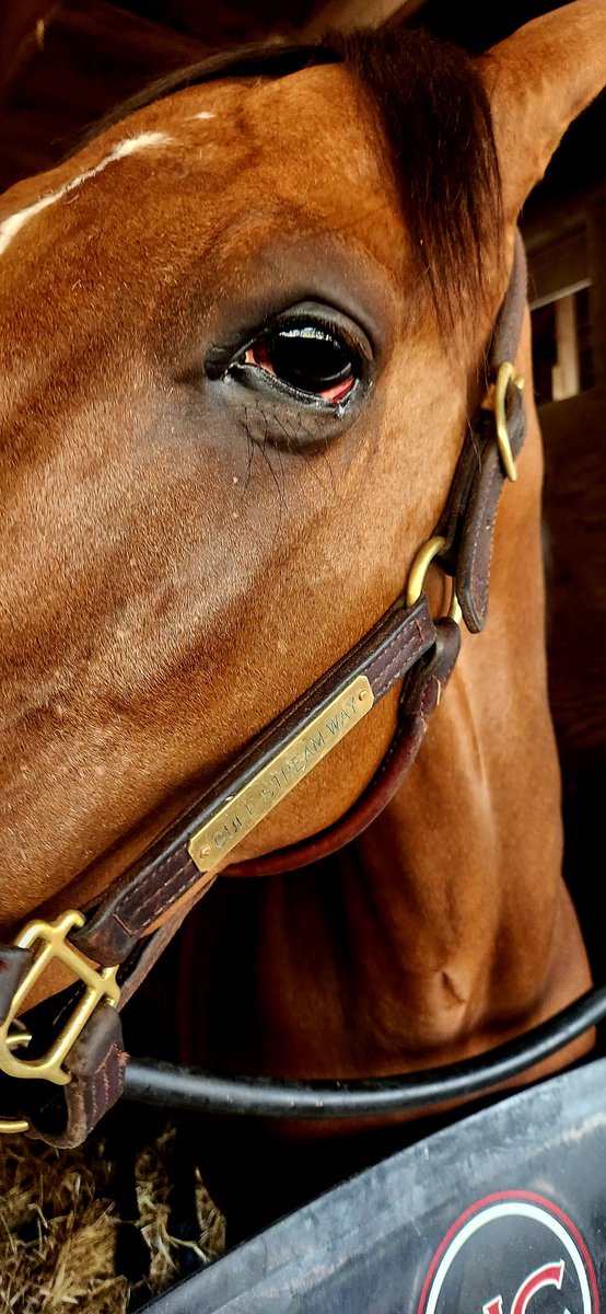 HeatherMammen's tweet image. My 🐎❤️,Gulfstream Way, has FINALLY been retired by all of his connections. He's coming home tomorrow for a long, probably pretty lazy, retirement!