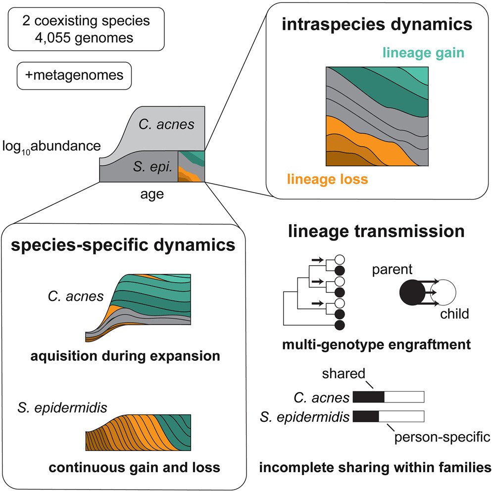 Intraspecies dynamics of skin microbiome:
New work reveals strain-level dynamism underlying apparent stability of C. acnes &amp; S. epidermidis on human facial skin--uncovering species-specific patterns of acquisition &amp; persistence 
cell.com/cell-host-micr…