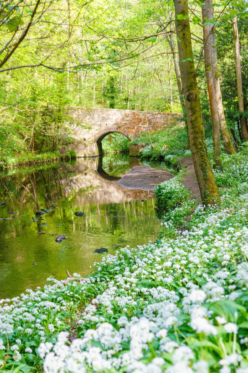 Beautiful scenes on our walk in the Durham countryside today. Look at all that wild garlic by the water. It smells absolutely amazing! <a href="/ThisisDurham/">This is Durham</a> #NextStopDurham ad