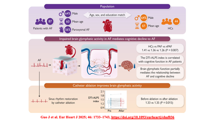 Raviele Antonio (@drraviele) on Twitter photo 📌Is brain glymphatic activity impairment responsible for cognitive🧠decline in👫w/ AF❓
#afib #CognitiveDecline #CardioTwitter #EPeeps <a href="/Dr_Santangeli/">Pasquale Santangeli</a> <a href="/TJaredBunch/">Thomas Jared Bunch</a> <a href="/DrMarthaGulati/">Dr. Martha Gulati ♥️🫀❤️🩹🇨🇦</a> <a href="/DrJasonAndrade/">Jason Andrade</a> <a href="/DhirajGuptaBHRS/">Prof Dhiraj Gupta</a> <a href="/guroledip/">Edip Gurol</a> <a href="/SposatoL/">Luciano Sposato 🇦🇷🇨🇦</a> <a href="/SeguraCardio/">Diego Segura-Rodríguez</a> <a href="/mmamas1973/">Mamas A. Mamas</a> <a href="/cpgale3/">Prof Chris P Gale</a> <a href="/natale_md/">Andrea Natale MD</a> 📌Is brain glymphatic activity impairment responsible for cognitive🧠decline in👫w/ AF❓
#afib #CognitiveDecline #CardioTwitter #EPeeps <a href="/Dr_Santangeli/">Pasquale Santangeli</a> <a href="/TJaredBunch/">Thomas Jared Bunch</a> <a href="/DrMarthaGulati/">Dr. Martha Gulati ♥️🫀❤️🩹🇨🇦</a> <a href="/DrJasonAndrade/">Jason Andrade</a> <a href="/DhirajGuptaBHRS/">Prof Dhiraj Gupta</a> <a href="/guroledip/">Edip Gurol</a> <a href="/SposatoL/">Luciano Sposato 🇦🇷🇨🇦</a> <a href="/SeguraCardio/">Diego Segura-Rodríguez</a> <a href="/mmamas1973/">Mamas A. Mamas</a> <a href="/cpgale3/">Prof Chris P Gale</a> <a href="/natale_md/">Andrea Natale MD</a>