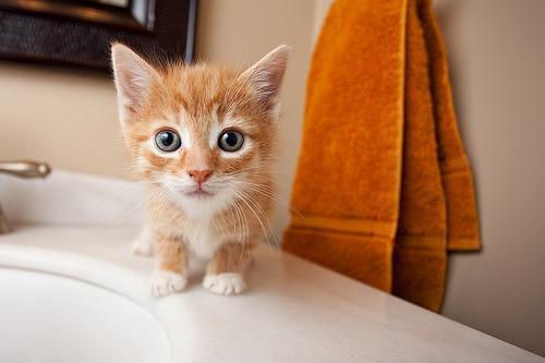 boturitter's tweet photo. "Bath time? I think I'll just supervise. ๐ผ #cutecat #orangekitten #bathroombuddy #tinypaws" https://t.co/UJ3fPPn6OX