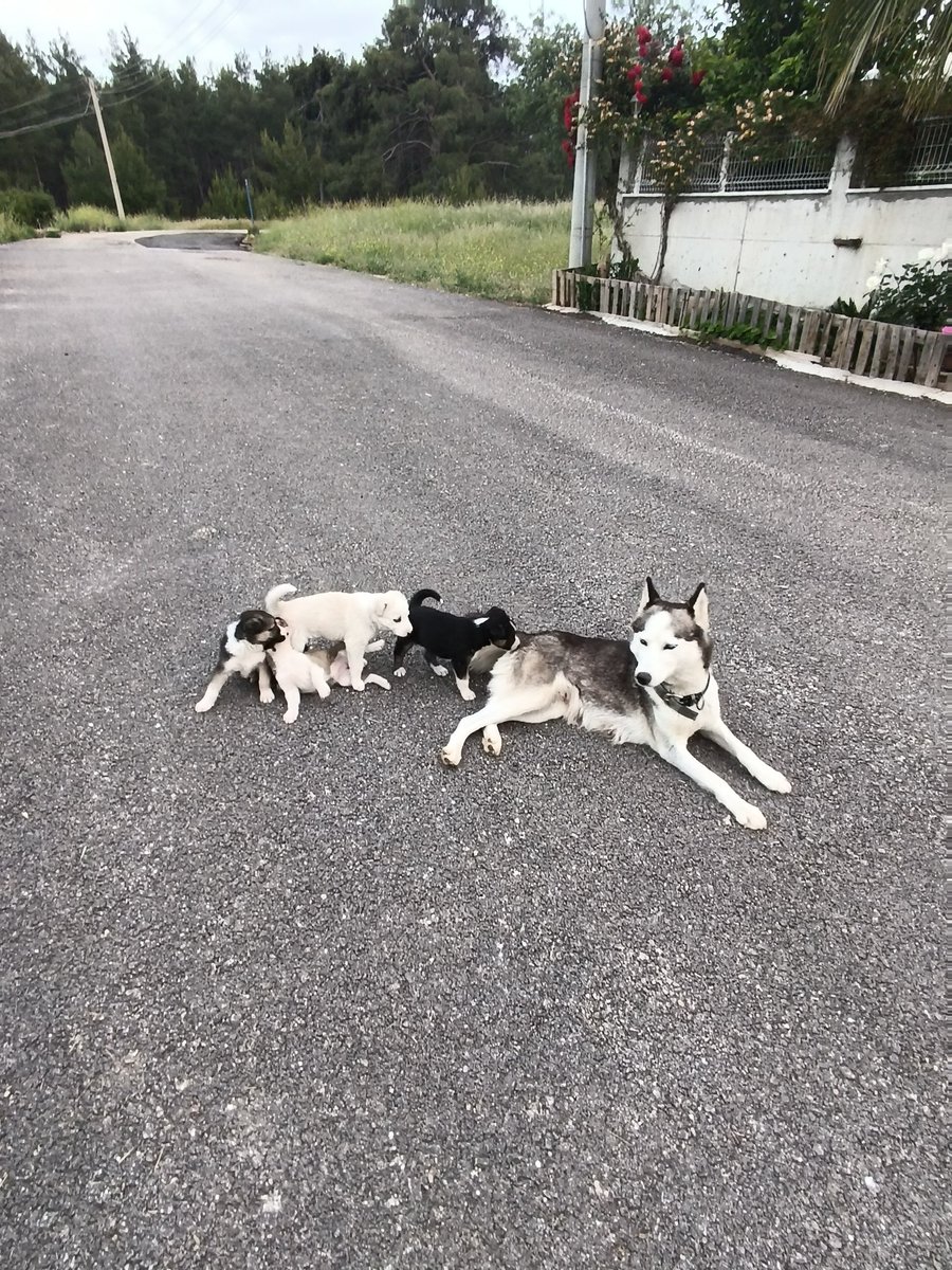 Yavrularımıza yuva arıyoruz.