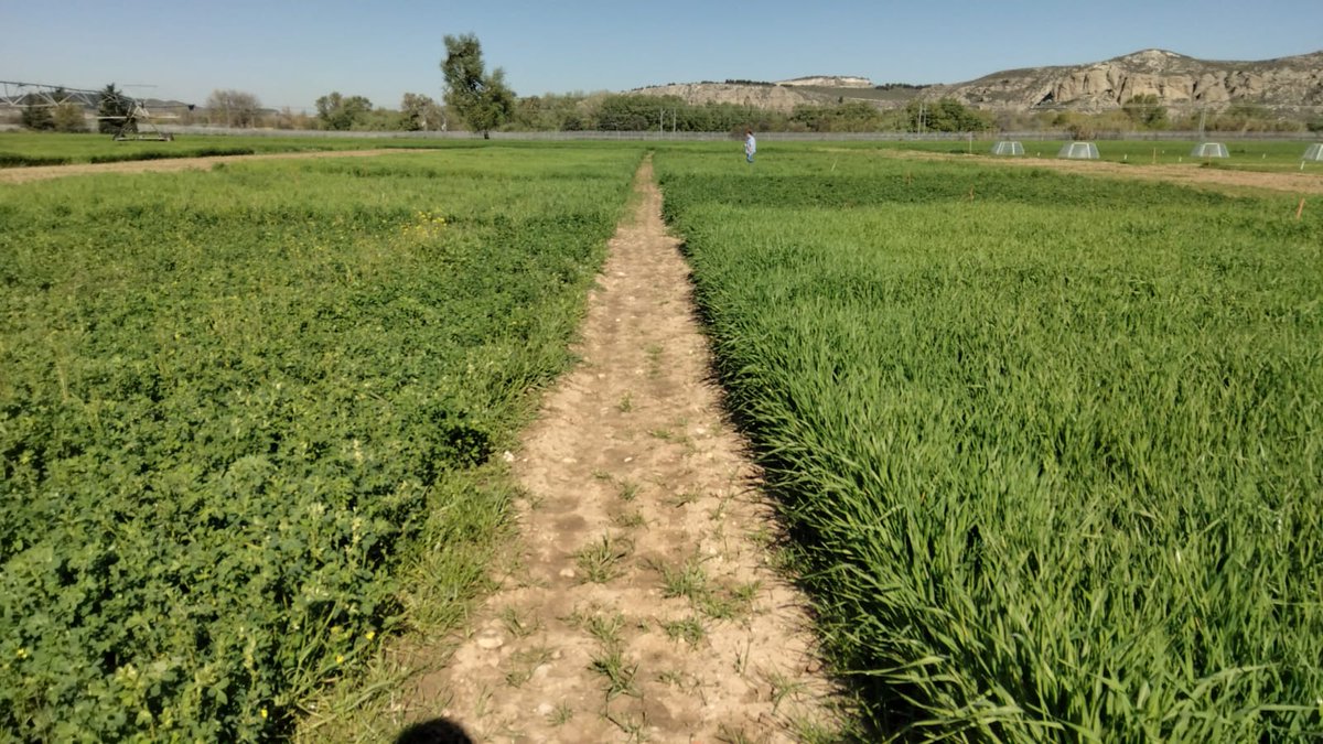 El pasado miércoles, el equipo ASB (ICA-CSIC) compartió en la finca experimental La Poveda los avances del proyecto #LEGUMINOSE con los alumnos de FP del IES Centro de Capacitación Agraria de Villaviciosa de Odón. ¡Ciencia en acción para la #agricultura sostenible!"