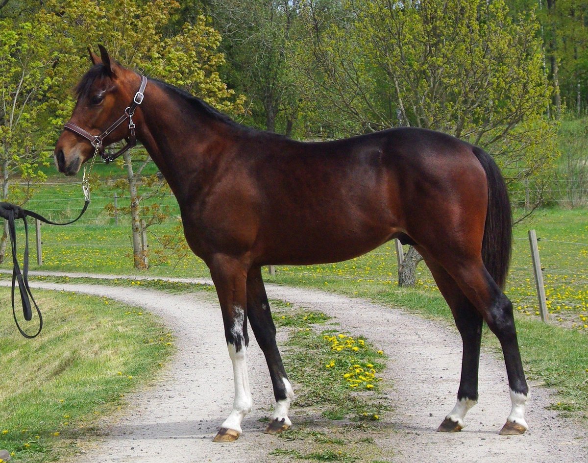 Elitauktion 2025

Chill Thyself #66

Hingst efter Googoo Gaagaa🇺🇸 med outcrossblod som gör succé på båda sidor Atlanten.

Chill Thyself är bror till bl.a. stjärntravaren Heavy Sound 1.09,2ak  8.343.214 kr och Man at Work 1.10,4ak  1.784.200 kr.

Modern Illustre November🇮🇹 segrade