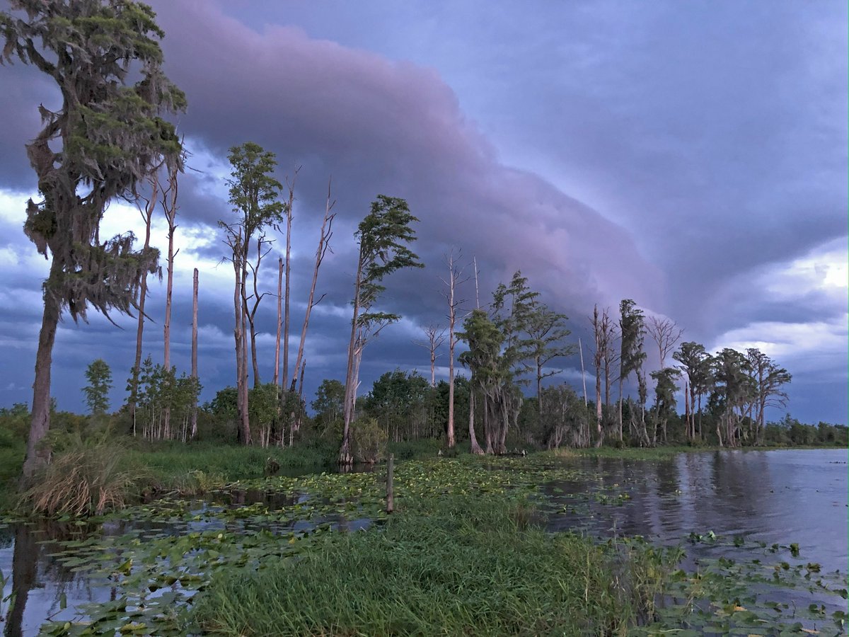 Photo was taken on the NW end of Little Lake Santa Fe on an August day in Alachua County. #FLCounties

📸: Alicia Windham