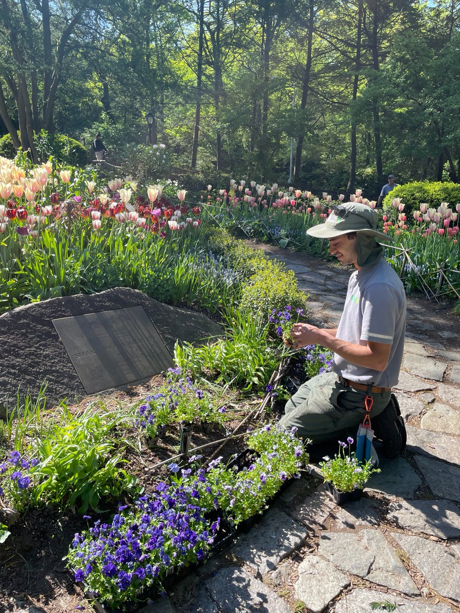 Are you team tulip or a daffodil devotee? 

In spring, Central Park comes alive with a bounty of blooms—and it’s all thanks to donations from visitors like you! Ahead of #MothersDay, donate tulips or daffodils in honor of your loved one: bit.ly/4dqGVS9