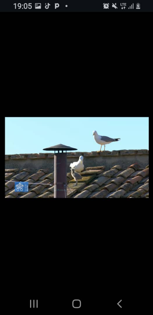 Tonny Muwangala (@tonnymuwangala) on Twitter photo The symbolism of the birds. 1st bird came 15 mins be4 white smoke, then about 5 minutes to go, a 2nd bird came with a baby bird😳😳. Reminds one of the Holy Trinity! Father, Son and the Holy Spirit! #Pope #PopeElection #PopeWatch <a href="/VaticanNews/">Vatican News</a> <a href="/vaticancatholic/">vaticancatholic.com</a> <a href="/EWTNVatican/">EWTN Vatican</a> The symbolism of the birds. 1st bird came 15 mins be4 white smoke, then about 5 minutes to go, a 2nd bird came with a baby bird😳😳. Reminds one of the Holy Trinity! Father, Son and the Holy Spirit! #Pope #PopeElection #PopeWatch <a href="/VaticanNews/">Vatican News</a> <a href="/vaticancatholic/">vaticancatholic.com</a> <a href="/EWTNVatican/">EWTN Vatican</a>