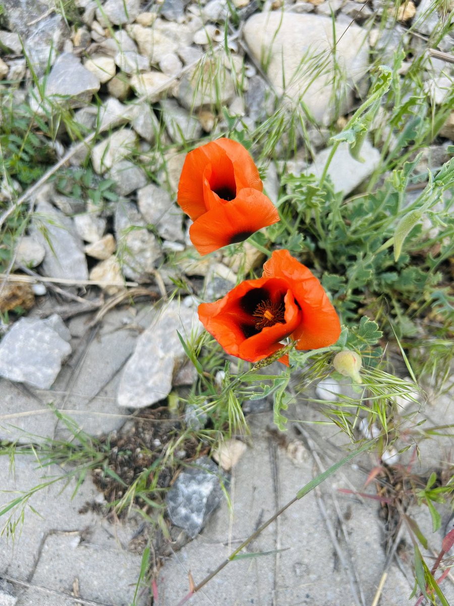 Yol üstü dostlarımız

Kaldırım efendileri
Gözlerin feri huda nabitler
Hepsi fedakar ve cefakar
İnsan dostu şahitler 
Selam bekler 
Dua ederler

Yol üstü dostlarımız