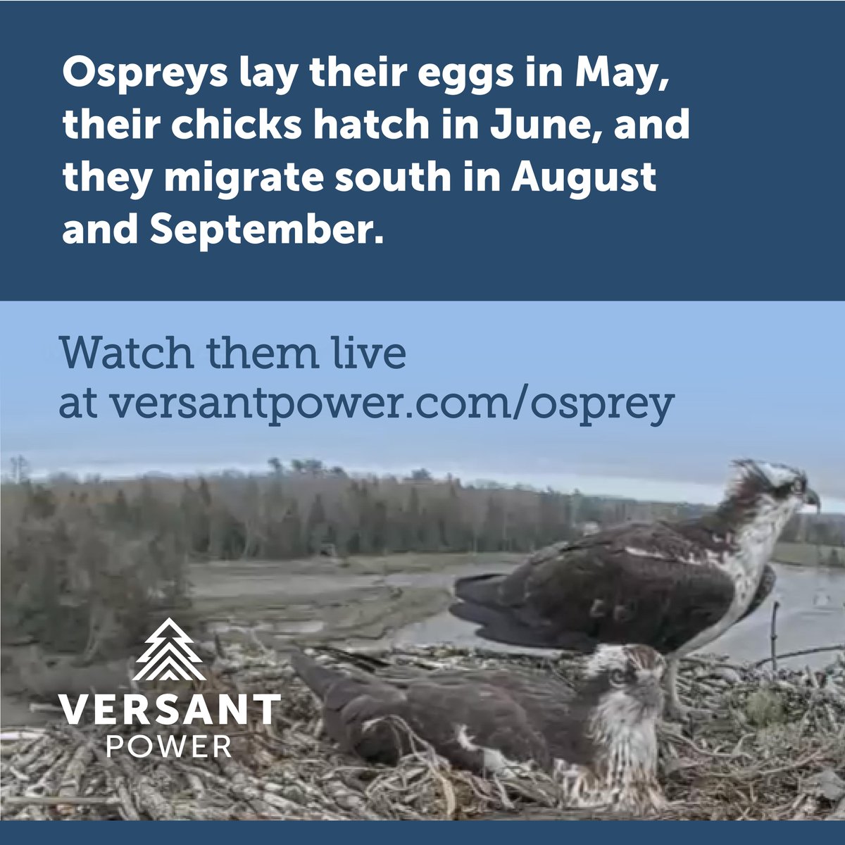 Ospreys lay their eggs in May, their chicks hatch in June, and they migrate south in August and September.

Watch them live at versantpower.com/osprey