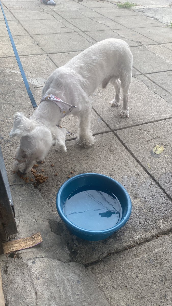 Melicithx's tweet photo. Help! 
Encontré este perrito en el área de la Colonia los Cipreces Santa Tecla anda el pelito rocortadito, con una Bandana en el cuello blanca de colores 
Porfis ayuden a difundir por si es de alguien
Se pueden comunicar al 76088845 https://t.co/9ufWa04gAN