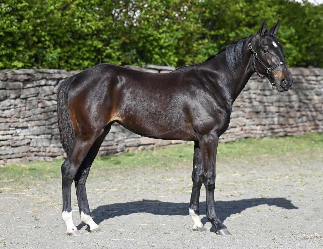 Elitauktion 2025

Cherish Thyself #68

Sto efter Hambletonian vinnaren Captain Corey🇺🇸 Modern Ioana Hanover🇺🇸 vann 8 lopp på 21 starter, med rekordet 1,13,1 

Ioana Hanover🇺🇸 kommer ur ett möderne som producerar toppston, världens snabbaste 2-åring, Snow White, Thats All Moni